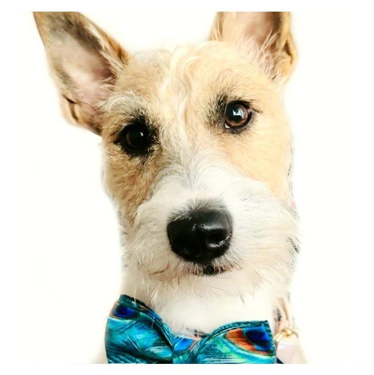 A dog wearing a bow tie and looking at the camera.